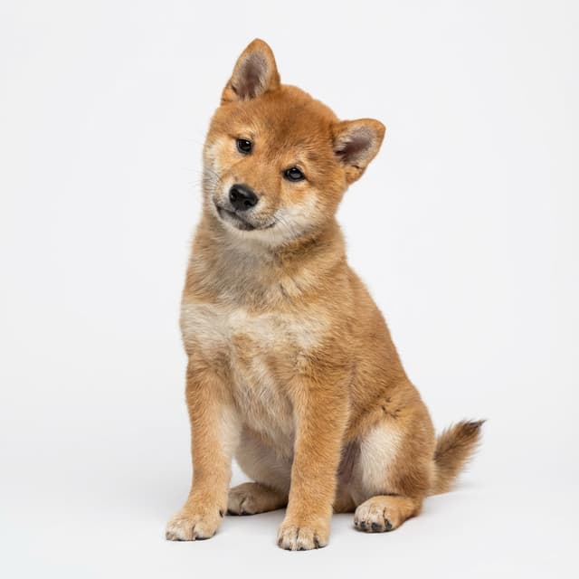 柴犬