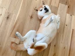 トイ・プードルの男の子 - 東京都