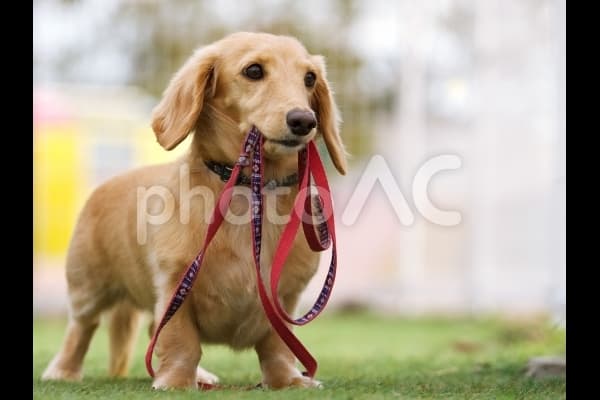 ミックス・その他の犬種の女の子 - 東京都