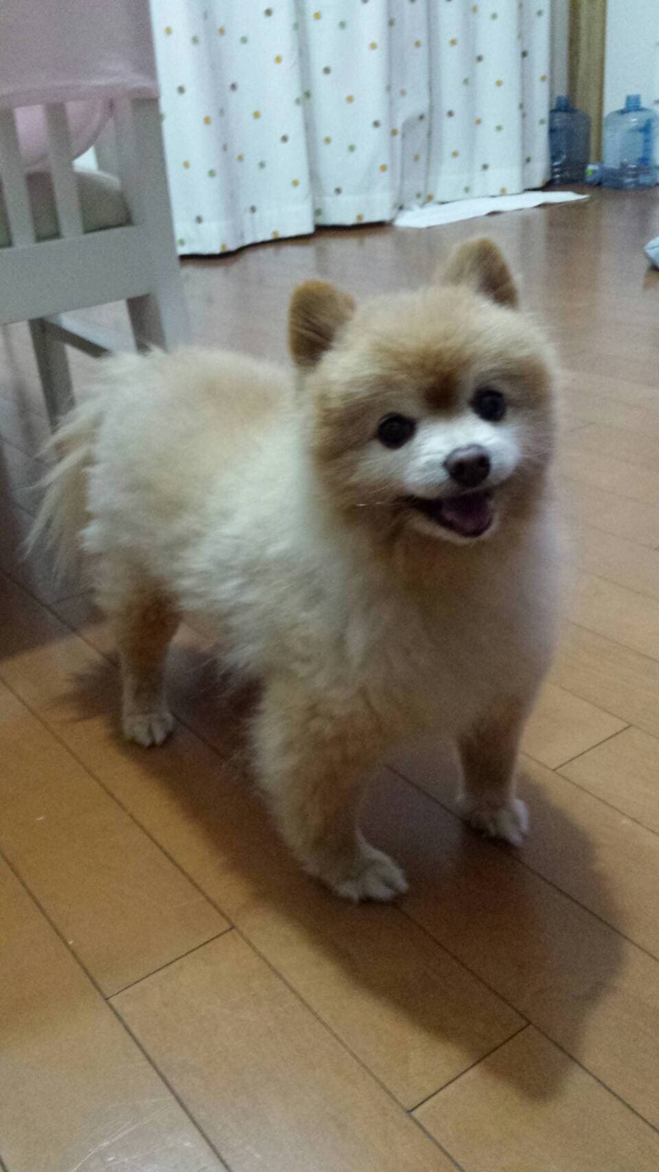ポメラニアンの男の子 - 東京都