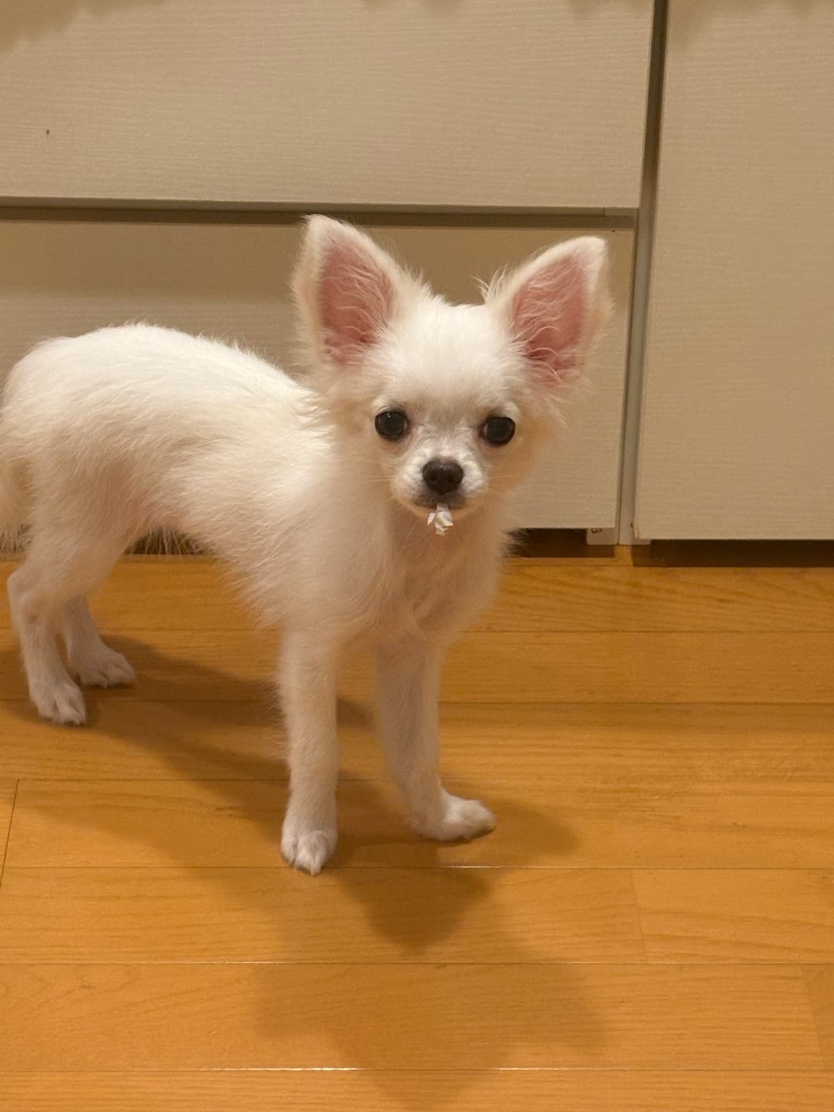 ミックス・その他の犬種の女の子 - 東京都