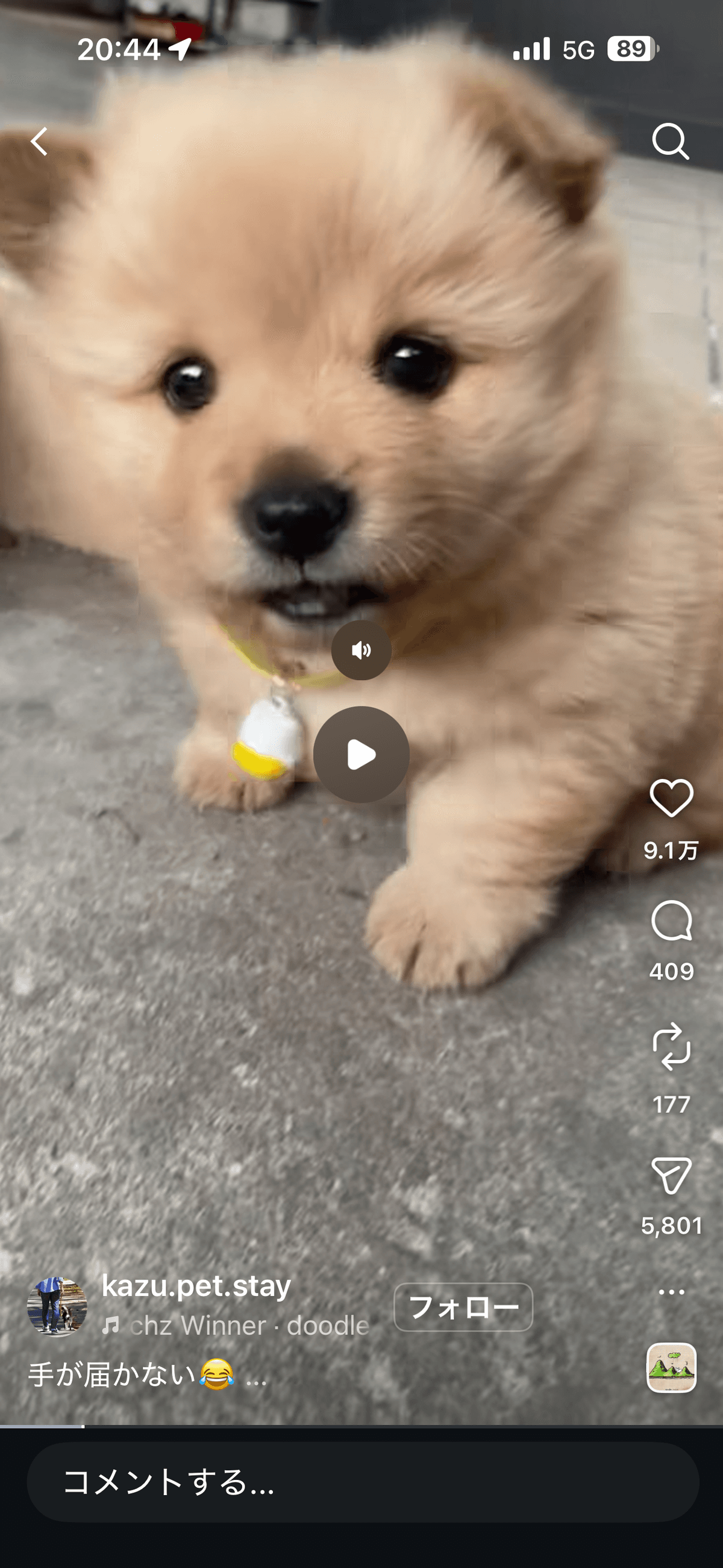 ミックス・その他の犬種の女の子 - 東京都